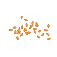 Potentilla Sponsor Seed Level